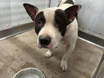 Pit Bull Terrier Dogs Available for Adoption in San Bernardino, California - PANDA | PetCurious