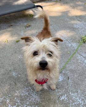 Yorkshire Terrier Dogs Available for Adoption in Boston, Massachusetts - BISCUIT | PetCurious