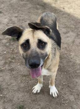 Shepherd Dogs Available for Adoption - Shera -- URGENT! | PetCurious