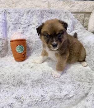 Australian Shepherd and Border Collie Dogs Available for Adoption - Breezy | PetCurious