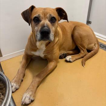 Boxer and Mixed Breed Dogs Available for Adoption in Greenville, South Carolina - Lexi | PetCurious