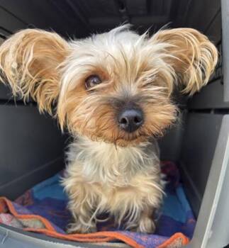Yorkshire Terrier Dogs Available for Adoption in Malvern, Pennsylvania - Pebbles | PetCurious