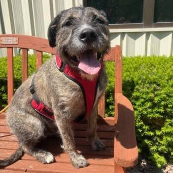 German Wirehaired Pointer Dogs Available for Adoption in Quincy, Illinois - Tyler | PetCurious