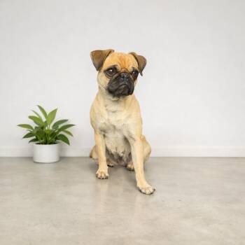 Pug Dogs Available for Adoption in Orange, California - Vicki | PetCurious