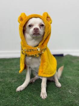 Chihuahua and Mixed Breed Dogs Available for Adoption in Carlsbad, California - Billy-One Of Our Amazing Rescue Dogs | PetCurious