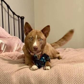 Megan Fox The Blue Eyed Devoted Darling -  Shepherd and Husky Dog for Adoption in Friendswood, Texas - Megan Fox The Blue Eyed Devoted Darling | PetCurious