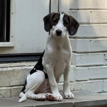 Hound Dogs Available for Adoption in Charlotte, North Carolina - Saga | PetCurious
