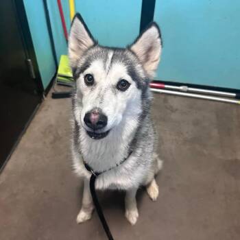 Siberian Husky Dogs Available for Adoption - Pixie | PetCurious