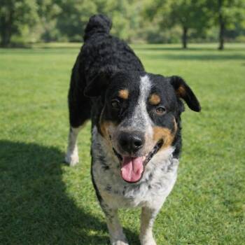 Australian Cattle Dog Blue Heeler Dogs Available for Adoption - Rusty | PetCurious