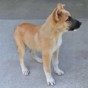 Mayhem -  Shepherd Dog for Adoption in Ottawa, Kansas - Mayhem | PetCurious