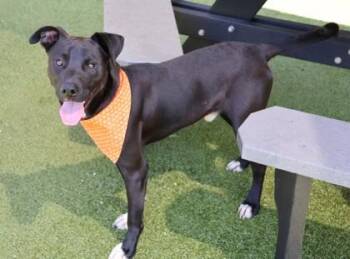 Sonic -  Mixed Breed Dog for Adoption in Athens, Georgia - Sonic | PetCurious