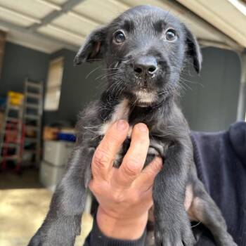 Mixed Breed Dogs Available for Adoption - Luke | PetCurious