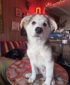 Great Pyrenees and Chow Chow Dogs Available for Adoption - Star | PetCurious
