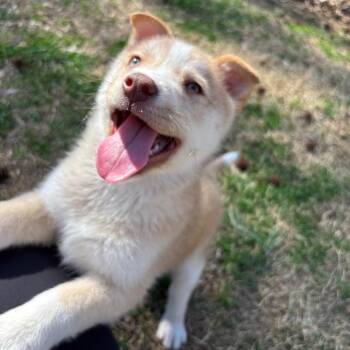 Husky and Mixed Breed Dogs Available for Adoption - Derpy | PetCurious