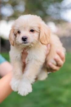 Halo -  Terrier Dog for Adoption in Gainesville, Virginia - Halo | PetCurious
