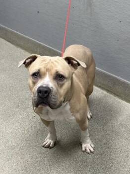 RAYMOND -  Pit Bull Terrier Dog for Adoption in Las Vegas, Nevada - RAYMOND | PetCurious