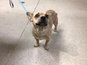 LOLA -  Chihuahua and Pug Dog for Adoption in Riverside, California - LOLA | PetCurious