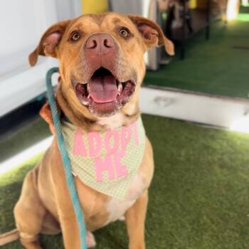 American Staffordshire Terrier Dogs Available for Adoption in Houston, Texas - Teddy Roo Ruxpin, Sweet & Devoted | PetCurious