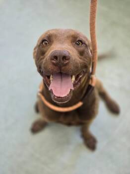 Ollie -  Labrador Retriever and Mixed Breed Dog for Adoption in Danielsville, Georgia - Ollie | PetCurious