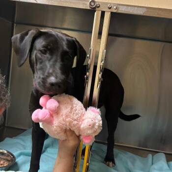Isabella -  Mixed Breed Dog for Adoption in Chattanooga, Tennessee - Isabella | PetCurious