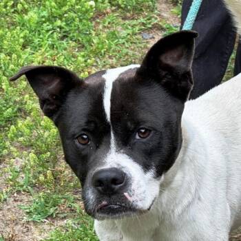 Rescue Boxer and American Bulldog Dogs for Adoption in Charlottesville, Virginia - Oswald, Handsome Sweet Bulldog Boy, Needs A Family !! | PetCurious