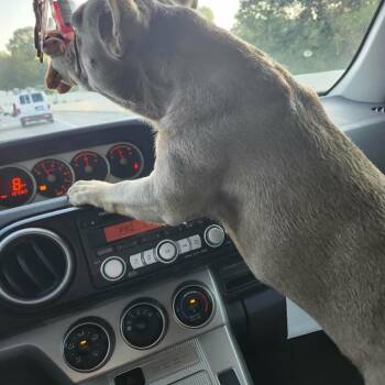 Nala -  French Bulldog Dog for Adoption in Huber Heights, Ohio - Nala | PetCurious