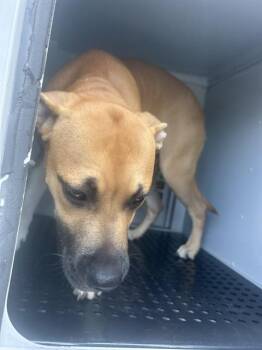 A137855 -  Mixed Breed Dog for Adoption in Palmetto, Florida - A137855 | PetCurious