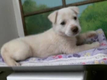 German Shepherd Dog and Mixed Breed Dogs Available for Adoption - A2066160 | PetCurious