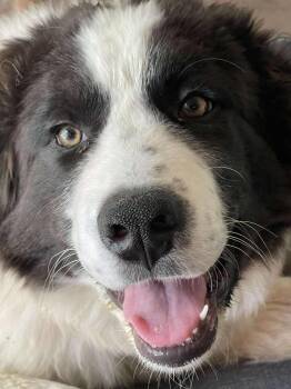 Great Pyrenees Dogs Available for Adoption in Kiowa, Oklahoma - Ziggy Stardust | PetCurious