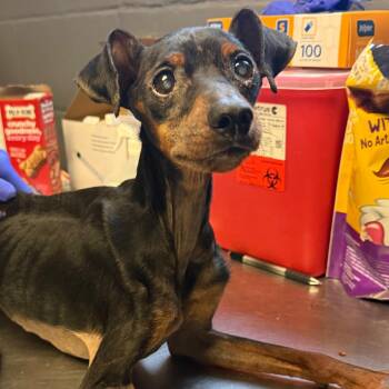 Clyde -  Miniature Pinscher and Mixed Breed Dog for Adoption in Tuscaloosa, Alabama - Clyde | PetCurious