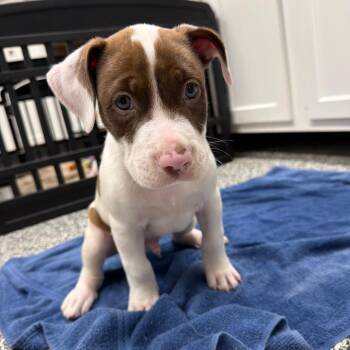 Pit Bull Terrier Dogs Available for Adoption in Fairmont, West Virginia - Beckham | PetCurious