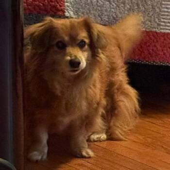 Momma -  Mixed Breed Dog for Adoption in Rossville, Georgia - Momma | PetCurious