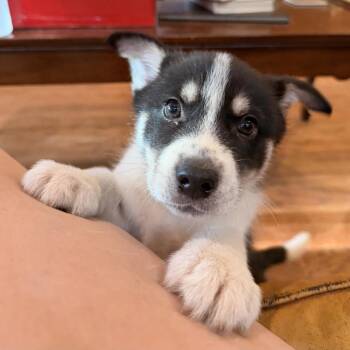 Mack -  Husky Dog for Adoption in Baton Rouge, Louisiana - Mack | PetCurious