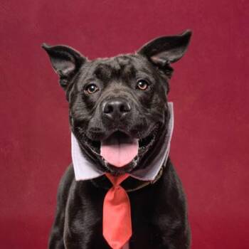 Henry -  Mixed Breed Dog for Adoption in Atlanta, Georgia - Henry | PetCurious