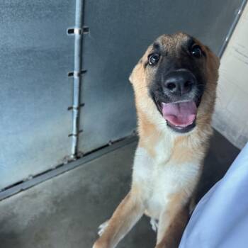 Honkytonk -  Shepherd and Mixed Breed Dog for Adoption in Edinburg, Texas - Honkytonk | PetCurious