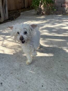 Winnie -  Poodle Dog for Adoption - Winnie | PetCurious