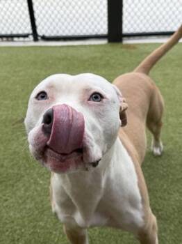Duece -  Mixed Breed Dog for Adoption in Atlanta, Georgia - Duece | PetCurious