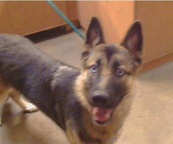 German Shepherd Dog and Mixed Breed Dogs Available for Adoption - KAELI | PetCurious