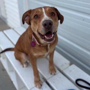 Rescue German Shepherd Dog Dogs for Adoption in St. Peters, Missouri - Sansa | PetCurious