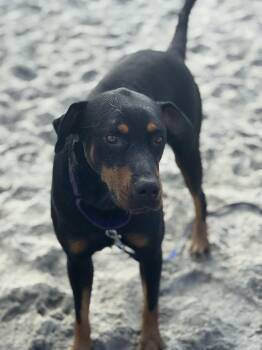 Rescue Rottweiler Dogs for Adoption in Ramona, California - Mimi | PetCurious