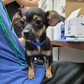 Jackie Chi Chan -  Chihuahua and Mixed Breed Dog for Adoption in Ardmore, Oklahoma - Jackie Chi Chan | PetCurious