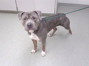 American Bulldog and Mixed Breed Dogs Available for Adoption in Omaha, Nebraska - DEBO | PetCurious