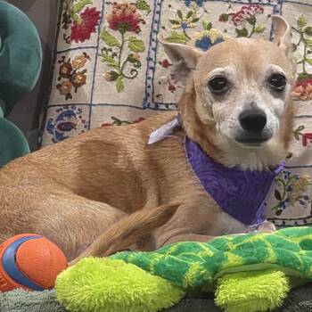 Waylon -  Chihuahua Dog for Adoption in Gulfport, Mississippi - Waylon | PetCurious