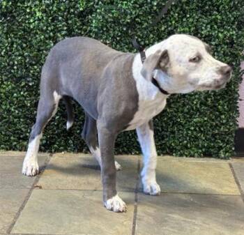 61519523 -  Pit Bull Terrier and Mixed Breed Dog for Adoption in El Paso, Texas - 61519523 | PetCurious