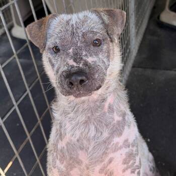 Snowflake -  Cattle Dog Dog for Adoption in Evensville, Tennessee - Snowflake | PetCurious