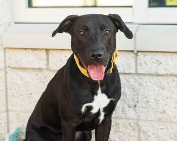 Rescue Labrador Retriever Dogs for Adoption in Mont Belvieu, Texas - Reno | PetCurious