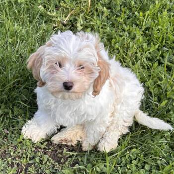 Miniature Poodle Dogs Available for Adoption in Cincinnati, Ohio - Hello | PetCurious
