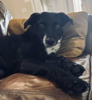 Labrador Retriever Dogs Available for Adoption in Clearwater, Florida - Jasmine | PetCurious