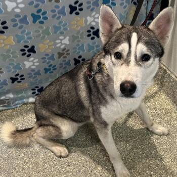 Spike -  Siberian Husky and Jindo Dog for Adoption in San Gabriel, California - Spike | PetCurious