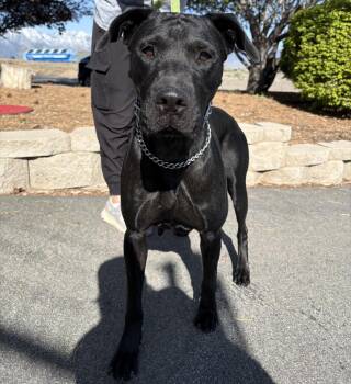 Great Dane and Cane Corso Dogs Available for Adoption in Gardnerville, Nevada - Meshka | PetCurious